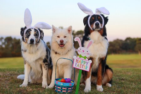 Blue merle blue eye easter photo