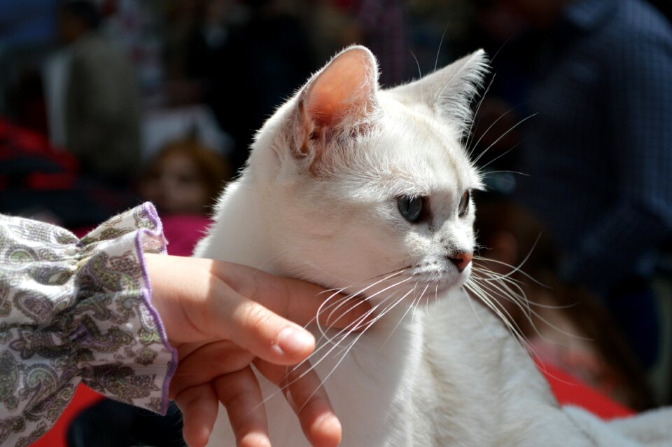 Hand pet cute