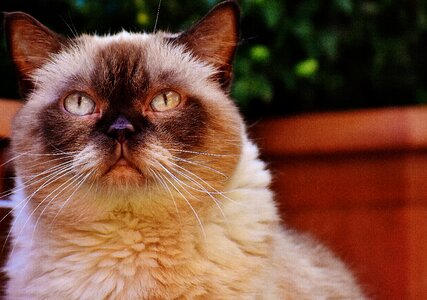 Fur brown beige