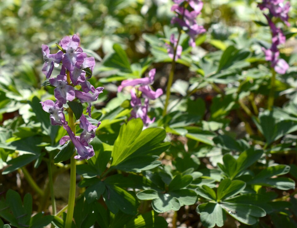 Plant nature corydalis cava