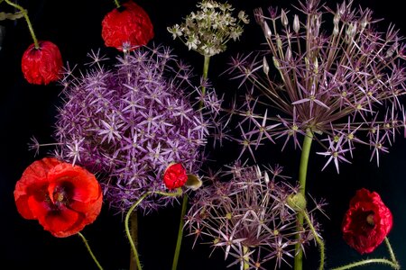 Garlic flower poppy flower red