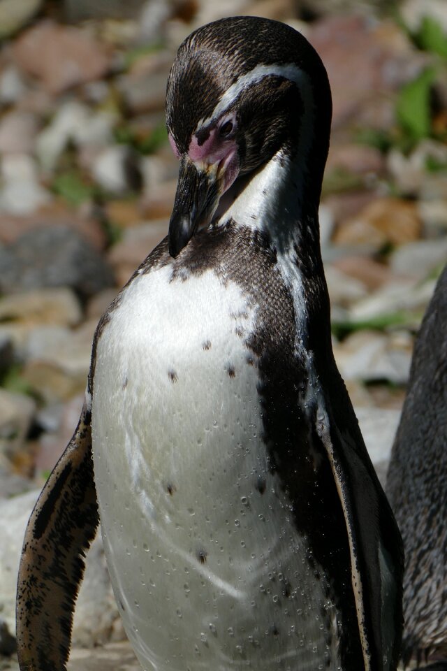 Sharp animal bird park walsrode