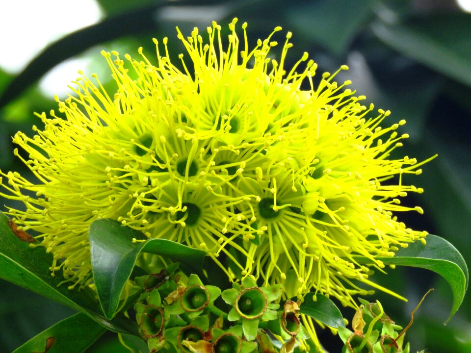 Yellow flowers nature
