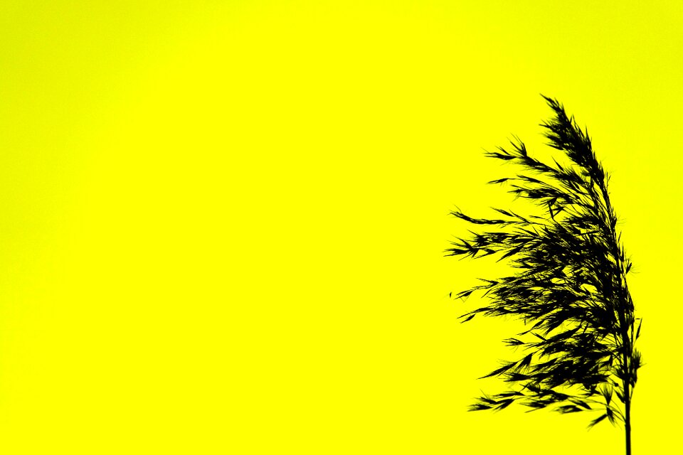 Color contrast intensive