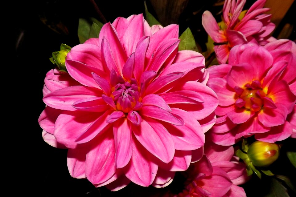 Bloom garden flower garden