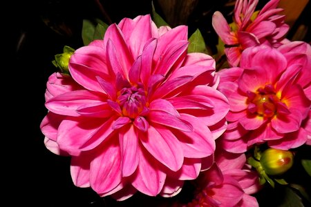 Bloom garden flower garden