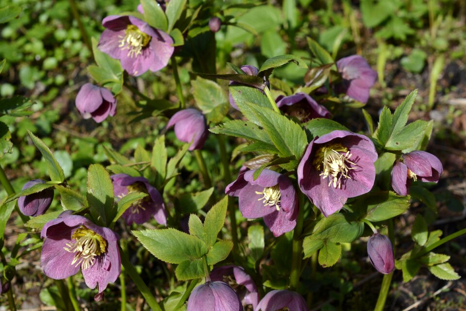 Flower helleborus beautiful