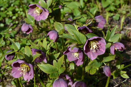Flower helleborus beautiful