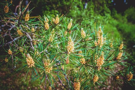 Nature tree coniferous tree photo