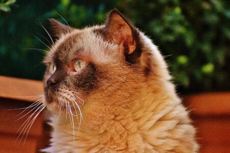 Fur brown beige