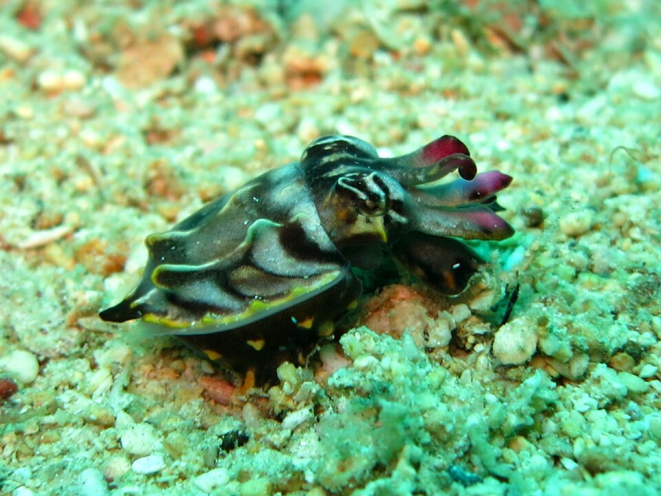 Diving flamboyant color