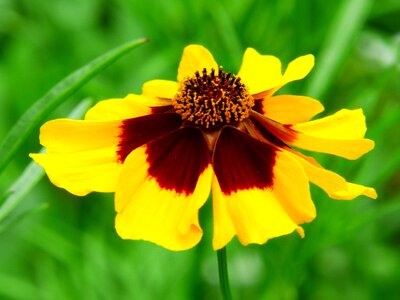 Wild flowers plant yellow