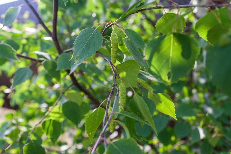 Nature forest trees