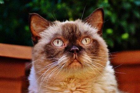 Fur brown beige