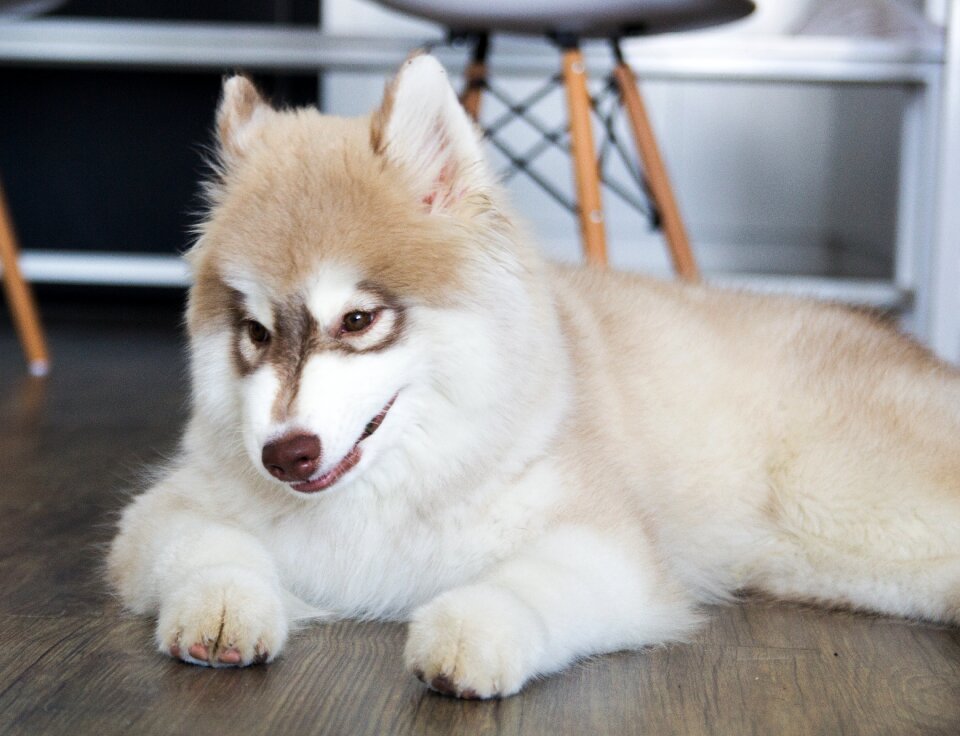 Puppy cute animal