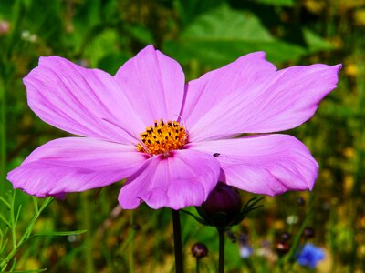 Bloom pink plant