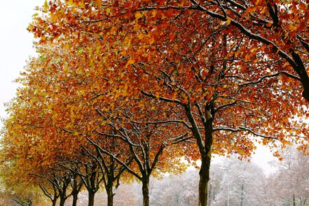 Snow golden autumn nature