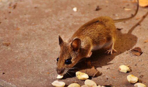 Small brown mouse photo