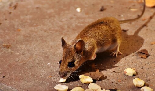 Small brown mouse