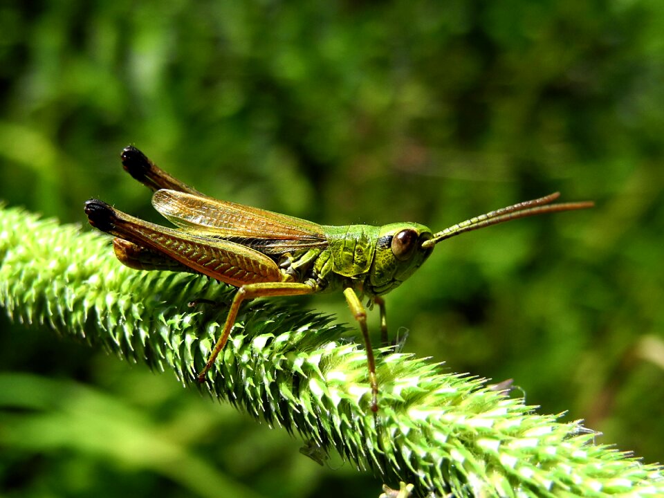 In the grass macro insect