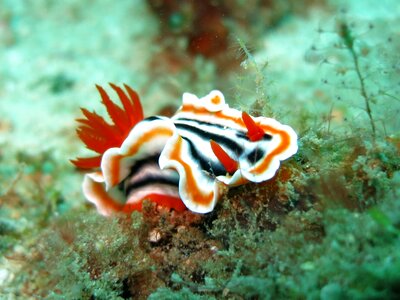Sea slug diving underwater