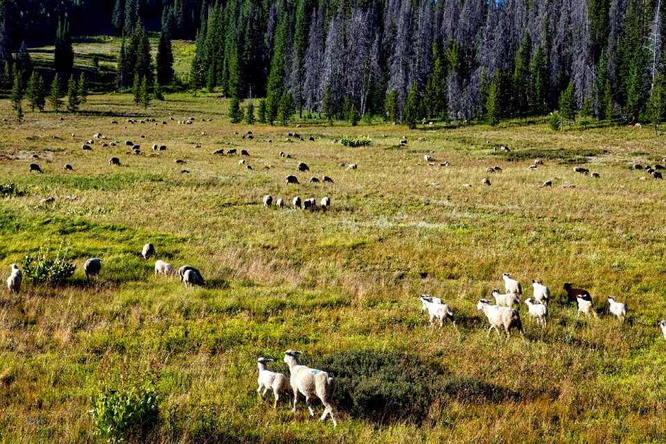 Meadow field nature
