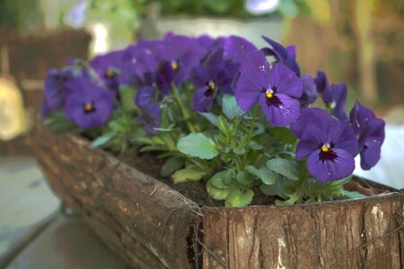 Violaceae blossom bloom