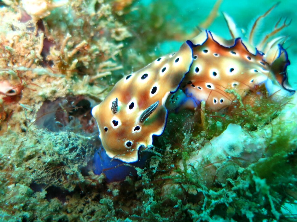 Sea slug chromodoris risbeca sea
