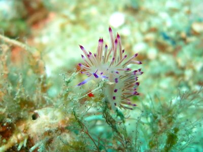 Seaslug sea slug sea photo