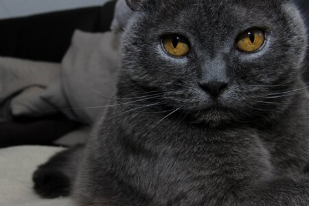 Mieze grey pet photo