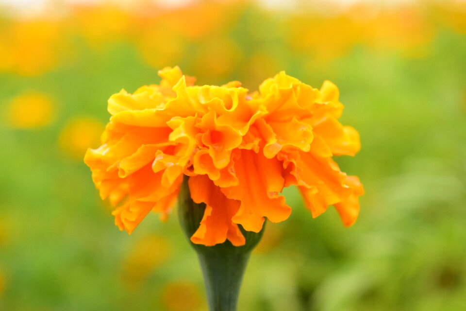 Bloom plant orange