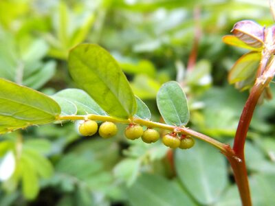 Small fruit garden