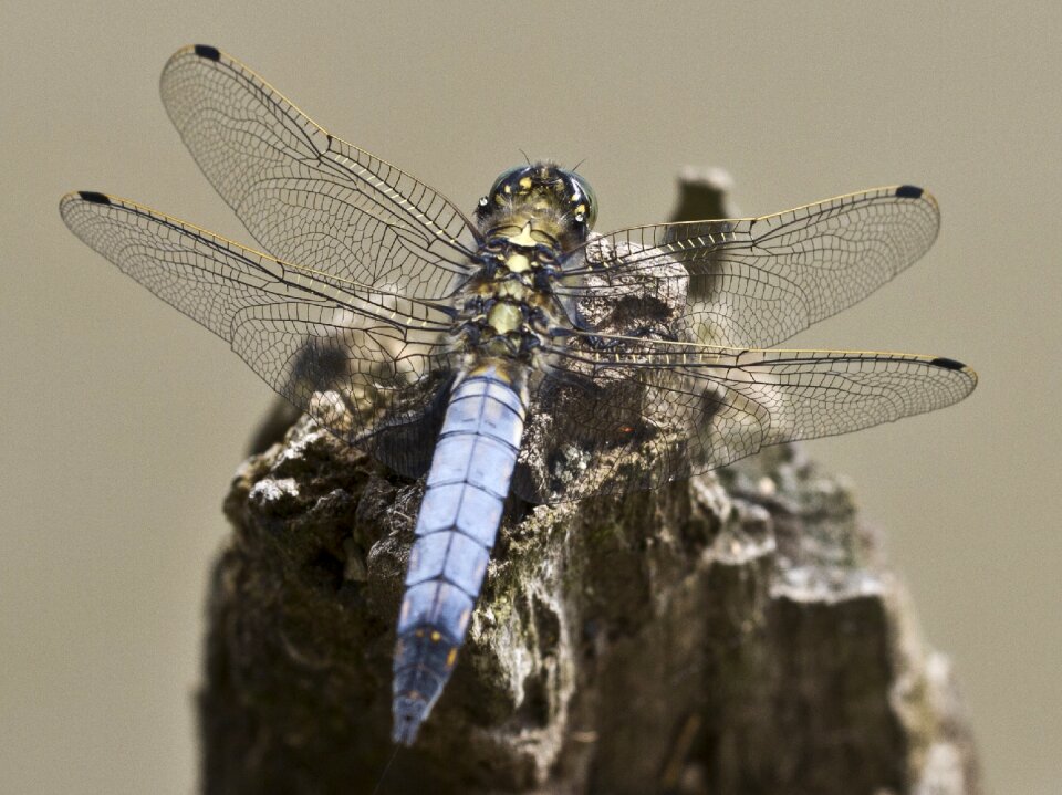 Wing filigree dragon-fly