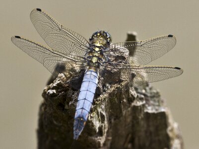 Wing filigree dragon-fly