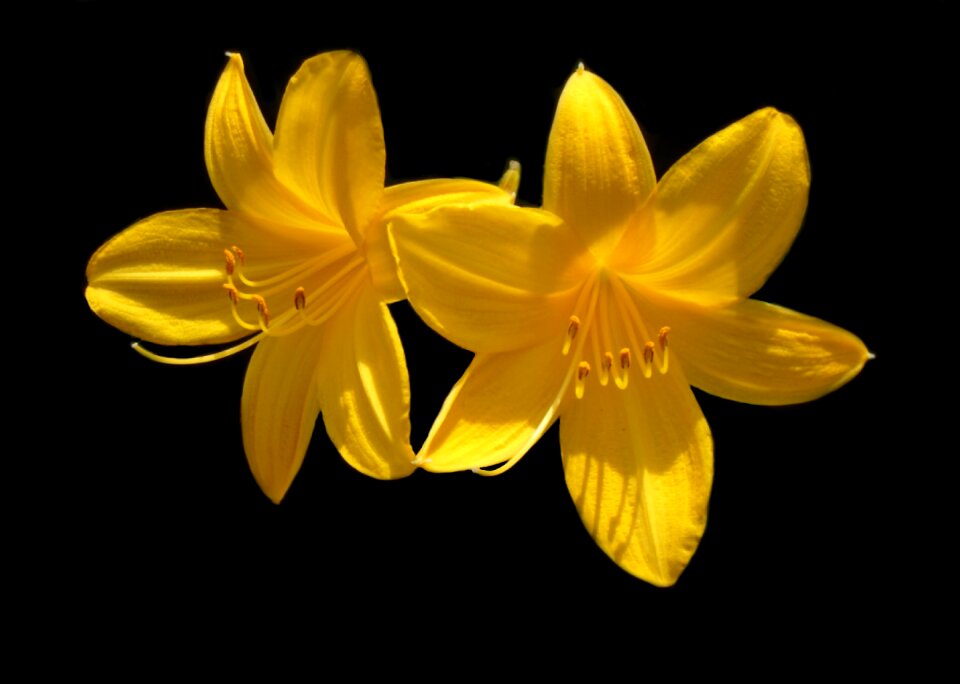 Blossom spring blooming