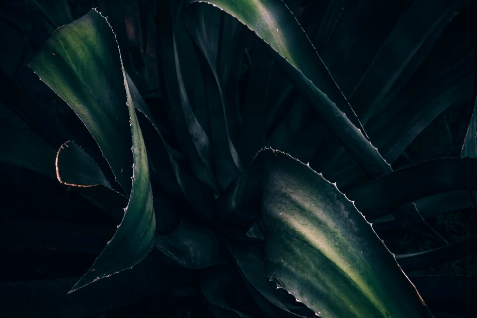 Succulent black plant black leaf