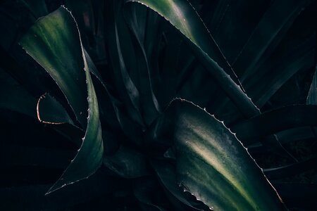 Succulent black plant black leaf