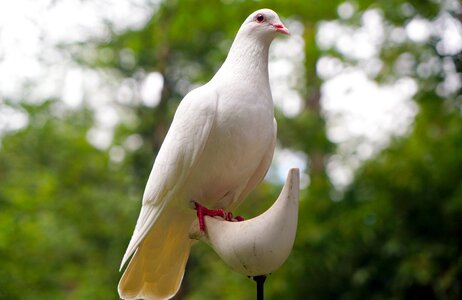 Peace white hope