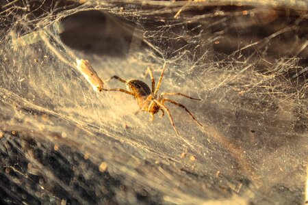 Nature pest wildlife
