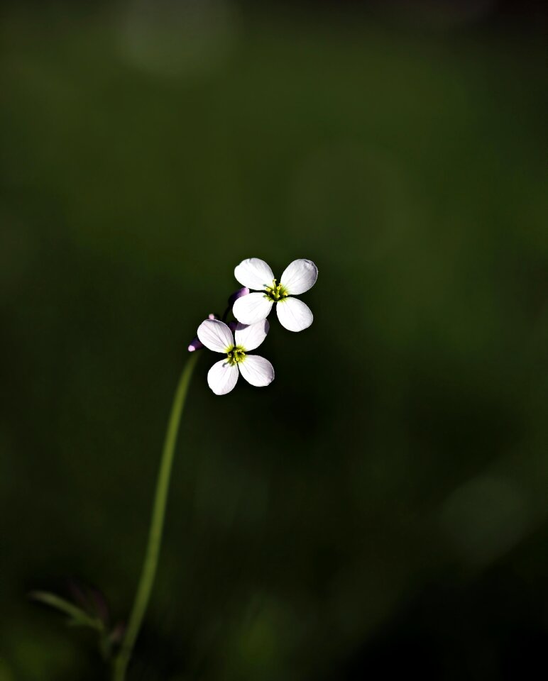 White purple spring