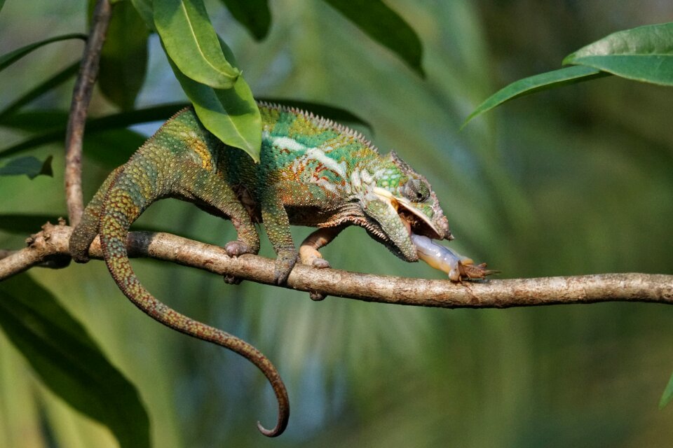 Grille acheta domestica reptile