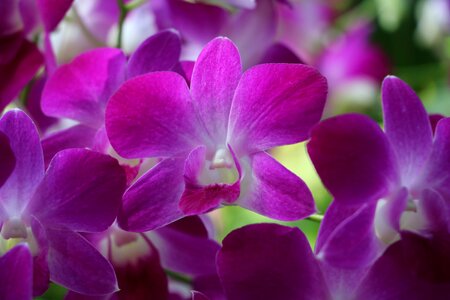 Nature flower purple orchid photo