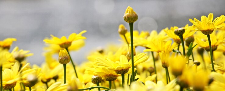 Argyranthemum frutescens plant flowers photo