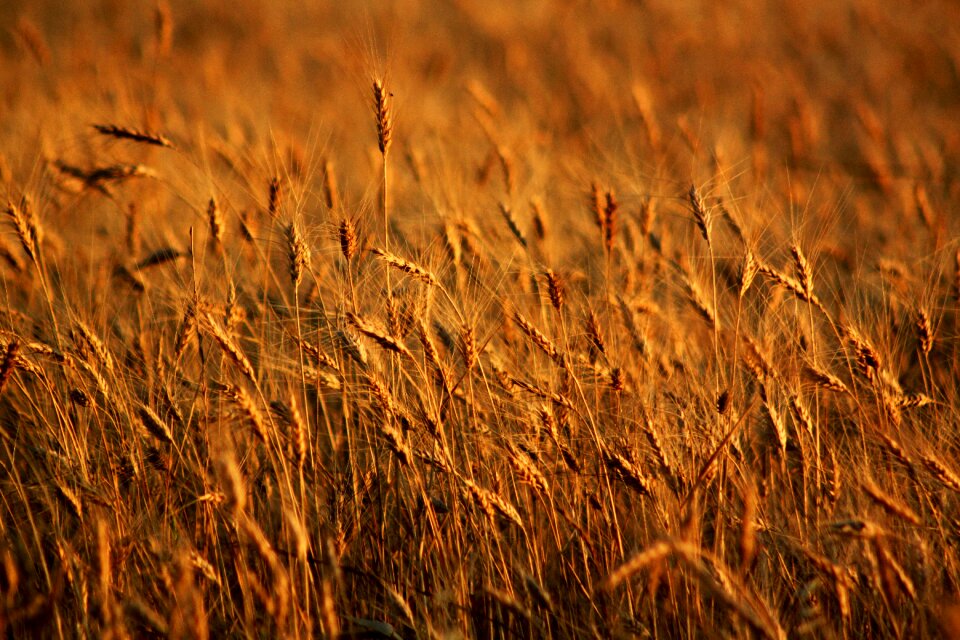 Wheat seed mardin