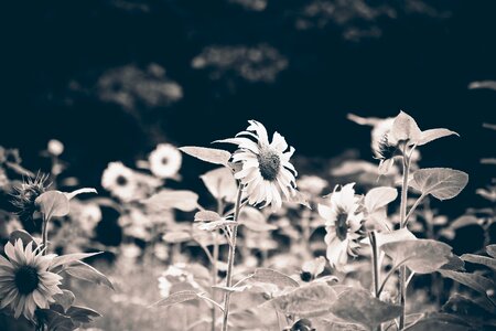Blossom bloom plant