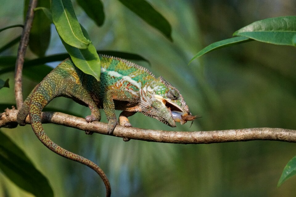 Grille acheta domestica reptile