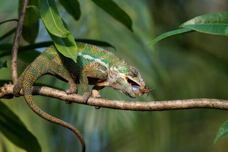 Grille acheta domestica reptile