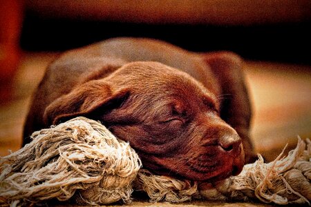 Puppies brown dog brown puppy