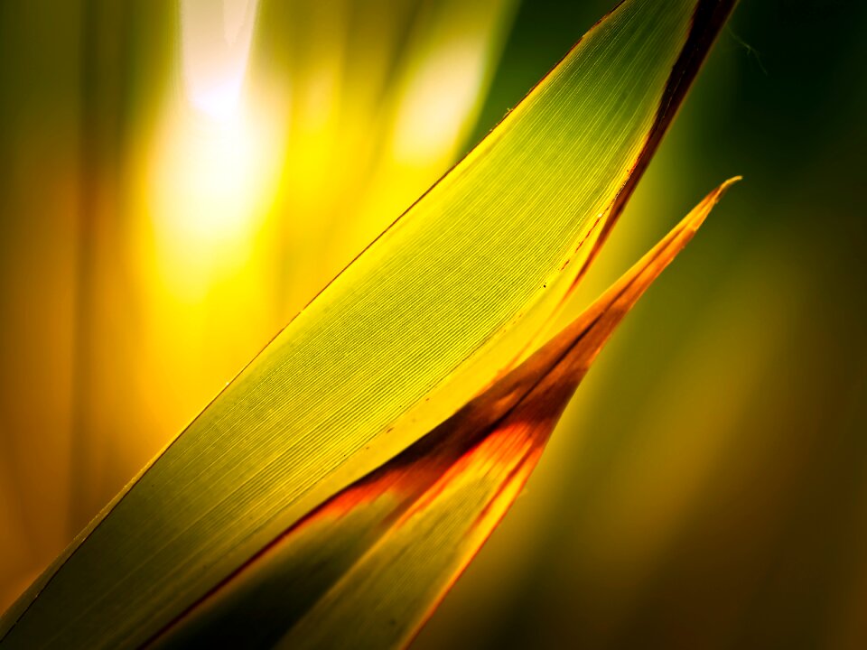 Leaves plant structure