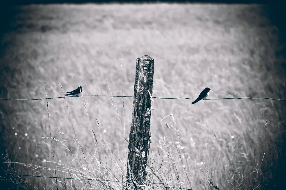 Swallows forest field